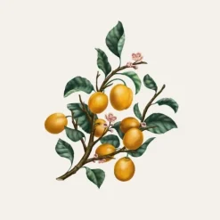 Bougie Parfumée><noscript><img width=