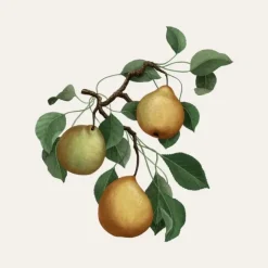 Bougie Parfumée><noscript><img width=