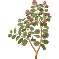 Parfum D'Ambiance & Diffuseur D'Intérieur><noscript><img width=