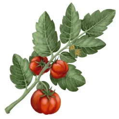 Bougie Parfumée><noscript><img width=