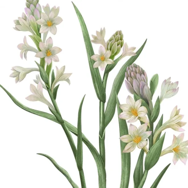 Bougie Parfumée>Carrière Frères Tubéreuse - Polientes Tuberosa Bougie Parfumée