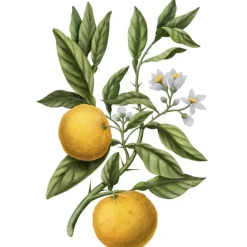 Parfum D'Ambiance & Diffuseur D'Intérieur><noscript><img width=