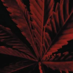 Eau De Toilette><noscript><img width=