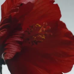 Parfum Mixte><noscript><img width=