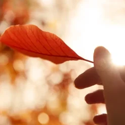 Parfum Mixte><noscript><img width=