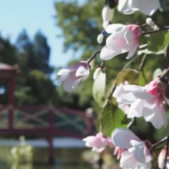 Bougie Parfumée><noscript><img width=