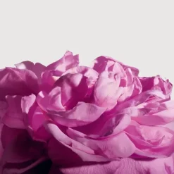 Parfum Naturel & Eco-Responsable|Parfum Mixte><noscript><img width=