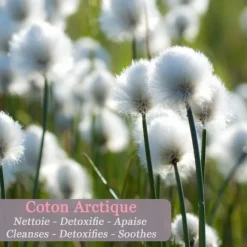 Eau De Soin & Déodorant><noscript><img width=