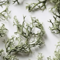 Eau De Toilette><noscript><img width=