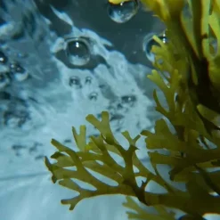 Huile & Soin Spécifique><noscript><img width=