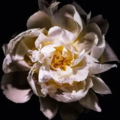 Eau De Toilette><noscript><img width=